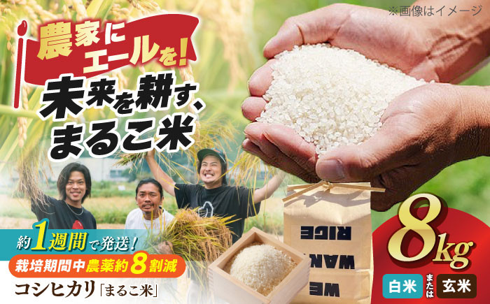 
            【スピード配送】令和6年産 コシヒカリ 2kg×4 滋賀県西浅井町産 まるこ米 【選べる精米方法】長浜市/ONE SLASH 株式会社 [AQCZ004] 米 お米 白米 玄米  8kg  すぐ すぐ発送 すぐ届く すぐ来る
          