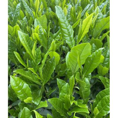 ふるさと納税 大台町 こしひかり精米(真空パック)20kgと奥伊勢茶ティーバック(急須用3袋、マグカップ用3袋)のセット |  | 02