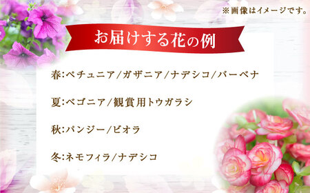 【農園より直送！】季節の花の寄せ植え 1鉢【瀬戸園芸】 花 お花 園芸 ガーデニング 鉢花  開成町[BDAU001]