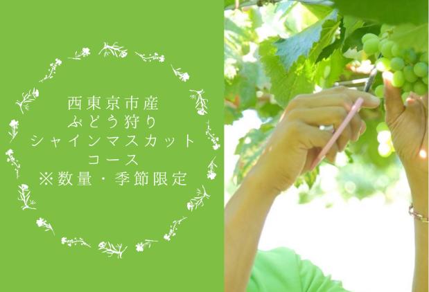 
            「西東京市産ぶどう狩り（シャインマスカット）」コース　※数量限定　※先着10組様限定
          
