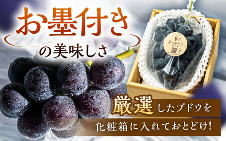 【先行予約：2026年8月中旬より発送】【贈答用】旬の味わいを農家直送で！ピオーネ 1房（約450g）秀品・化粧箱入り 島根県雲南市/ギアファーム[AIAB015]