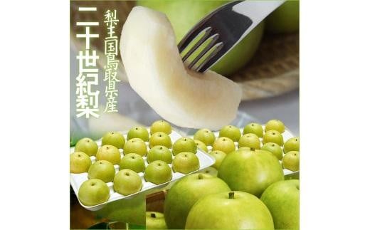 
            鳥取県産 二十世紀梨5kg 訳あり【フォーシーズン】
          
