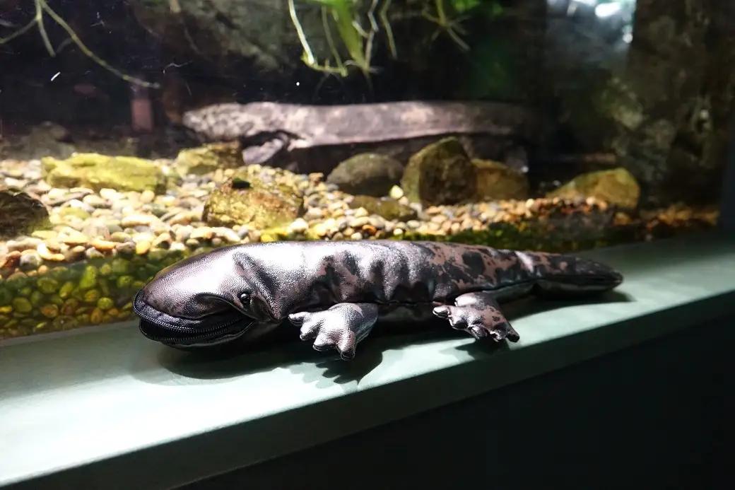 1001 世界淡水魚園水族館　アクア・トトぎふ　オオサンショウウオペンケース＋ボールペン・シャープペンセット