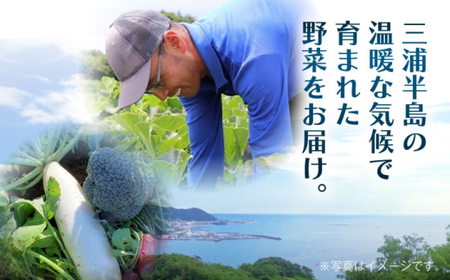 【全6回定期便】よこすか野菜セット すかなボックス／野菜 旬 セット  【JAよこすか葉山】[ASCB003]