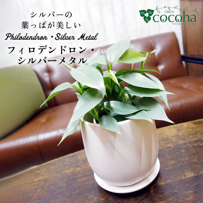 【ふるさと納税】シルバーリーフが美しい『フィロデンドロン・シルバーメタル』 糸島市 / cocoha [AWB029] 19000円