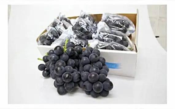 岩井の巨峰（令和8年産）約2.5kg ／ 葡萄 ブドウ ぶどう 果物 くだもの フルーツ 新鮮 自然 甘い 酸味 バランス 大きい 高品質 果実 茨城県 特産品 No.908