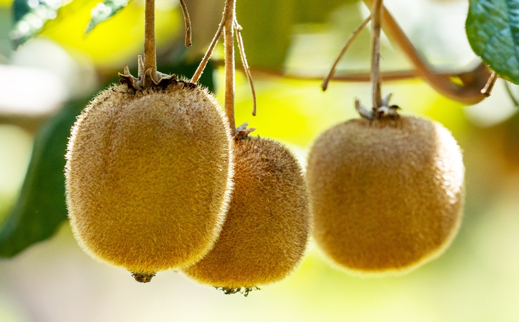 中央市産 ヘイワード キウイ 約2kg