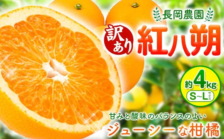 はっさく 訳あり 紅八朔 約4kg
