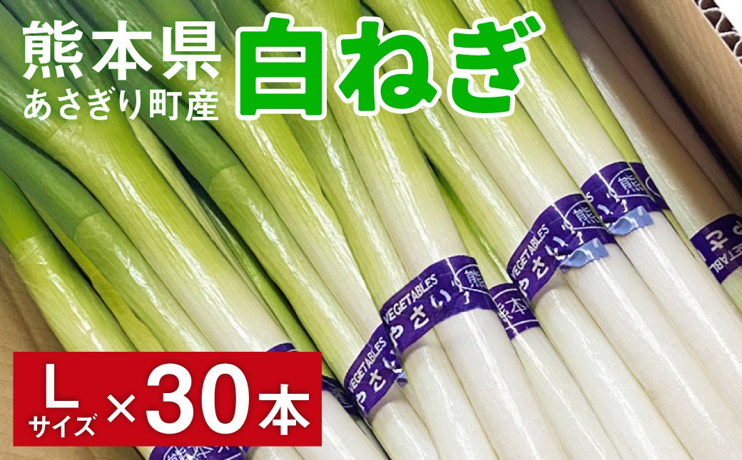 
            熊本県あさぎり町産　白ねぎ「球磨美人」Lサイズ×30本　お届け時期：2025年11月下旬より順次発送　【白葱/白ネギ/長ねぎ/長葱/長ネギ】
          