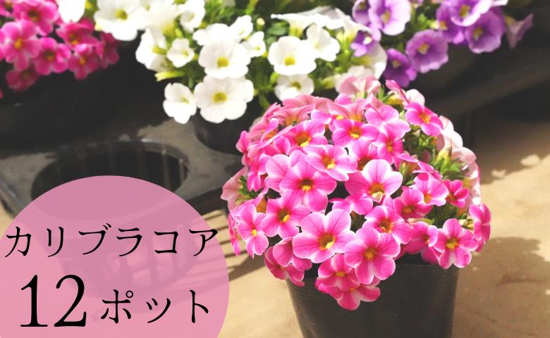 
【 色おまかせ 】お庭 を 彩る カリブラコア 12ポット （ 4色 × 3ポット ） 花 生花 色お任せ
