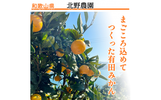 家庭用 訳あり 有田みかん 和歌山 2L,3Lサイズ  箱込み5kg【10月上旬～1月下旬頃に順次発送】/ みかん フルーツ 果物 くだもの 有田みかん 蜜柑 柑橘【ktn011】