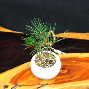赤石の泉 黒松（鉢植え） S-18【現品限り】【配送地限定】