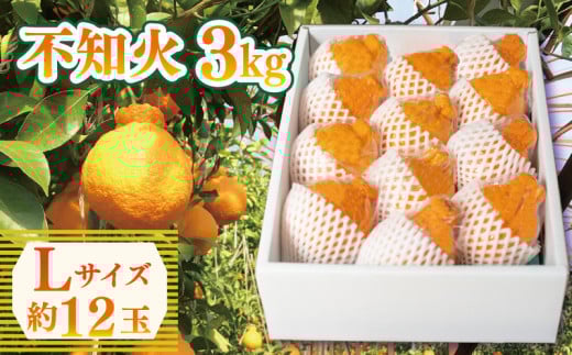 先行予約 不知火 約3kg Lサイズ 12玉 しらぬい みかん 蜜柑 果物 フルーツ 柑橘 オレンジ ゼリー ジュース アイス ケーキ デザート スイーツ ジャム 糖度 甘い ビタミン 美容 健康 送料無料 徳島県 阿波市 山中農園