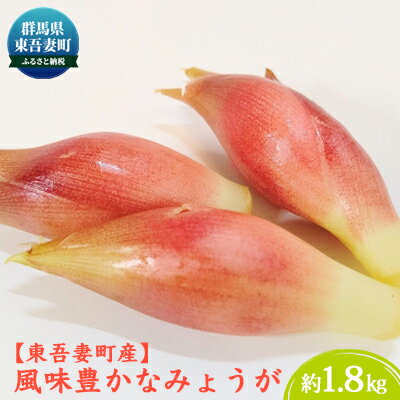 【ふるさと納税】【東吾妻町産】風味豊かな みょうが 約1.8kg 野菜 ミョウガ 陣田早生 露地栽培 香り 薬味 お漬物 　お届け：2025年8月中旬～9月中旬