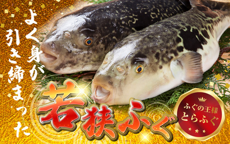 【TVで紹介されました】【定期便】【3か月連続お届け】【2025年10月19日より順次発送】若狭ふぐ刺しセット 4人前｜旅サラダ お歳暮 ふぐ フグ 若狭ふぐ 刺身 てっさ ふぐ皮 ひれ酒 新鮮 豪華