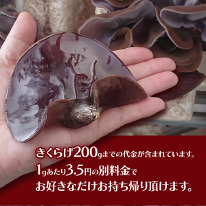 【先行予約】きくらげ狩り1名様 ともちゃん農園 |きくらげ きくらげ狩り 体験  食物繊維 鉄分 カルシウム ビタミンD カリウム アミノ酸  高血圧予防 ふるさと 納税 栃木県 那珂川町 送料無料