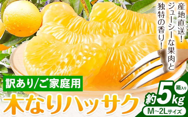 
                  【2026年先行予約】訳あり 木なり ハッサク 約5kg (M～2Lサイズ) 笑いの里のTommyファーム《2027年3月上旬-末頃出荷》和歌山県 日高川町 はっさく みかん 八朔 ご家庭用 旬 柑橘 フルーツ 果物 ミカン 柑 産地直送 箱入り わけあり
                