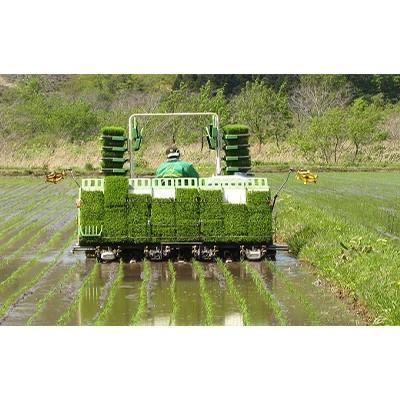 ふるさと納税 八雲町 【毎月定期便】【北海道八雲町熊石産】厳選ゆめぴりか 10kg(精白米)全6回 |  | 01