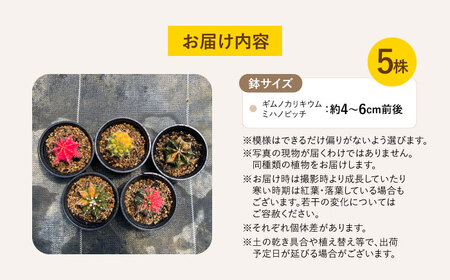 ギムノカリキウム ミハノビッチ 5株 Gymnocalycium mihanovichii 長与町/アグリューム[EAI224] 