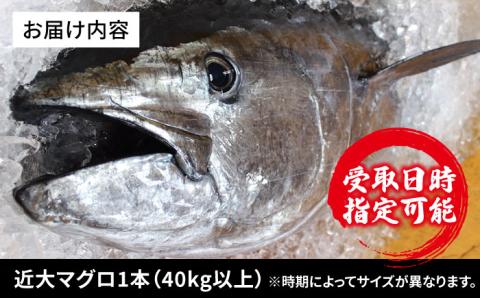 【海のダイヤ！近大マグロそのまま1本お届け】長崎県五島産近大マグロ丸ごと1本40kg以上！【ツナドリーム五島】 [PES001]