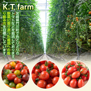 カラフルトマト食べ比べセット(約1kg)  国産 宮崎県産 とまと 野菜 サラダ 黄色 オレンジ みどり 紫 アイコ 赤 セレブスイート 【KT-9】【K.Tfarm】