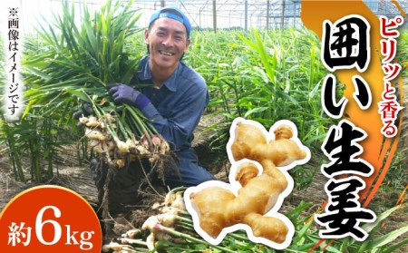 【2026年1月末-順次発送】囲い生姜 約 6kg / ショウガ 南島原市 / ふくはちファーム/福島農園 [SBS014]
