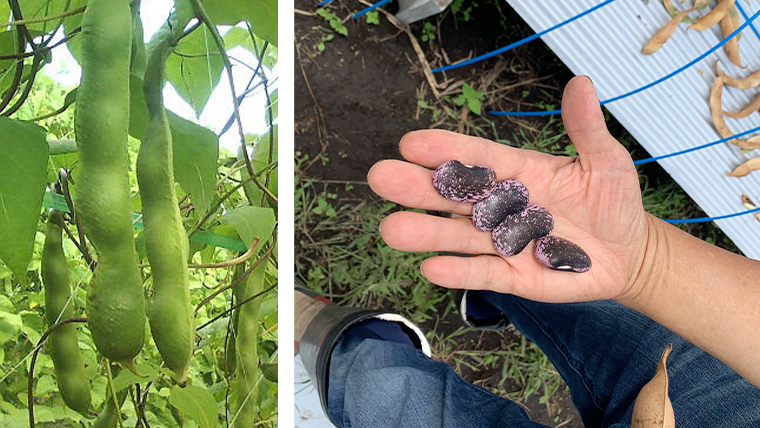 【 10月 下旬発送開始】 嬬恋村 浅間高原特産【 大粒 】花豆 甘露煮 5袋 花まめ 花豆 群馬 国産 黒豆 煮豆 おせち 和菓子 スイーツ お菓子 お取り寄せ [AI004tu]