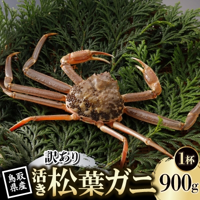 
                  ＜先行予約＞鳥取県産 訳あり 活 松葉がに 900g×1杯(中村商店)2026年11月発送【1653947】
                
