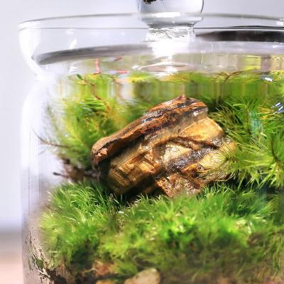 ふるさと納税 邑楽町 苔テラリウム 鉱石タイガーアイ(虎目石)ガラスポットS 説明書付|09_chm-br0101 |  | 01