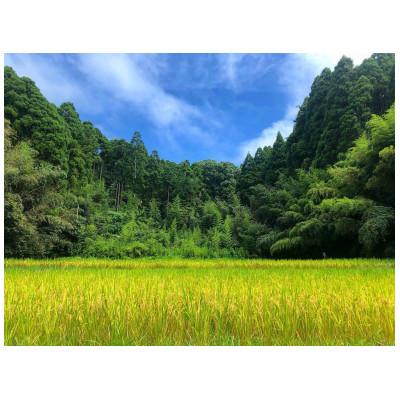 ふるさと納税 大網白里市 【毎月定期便】2年連続特A評価!千葉県産コシヒカリ 精米 10kg(5kg×2袋)全6回 |  | 02