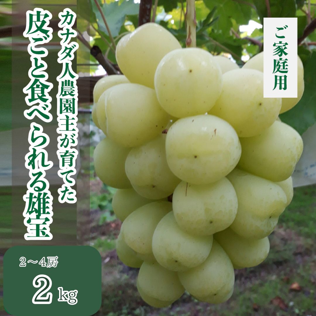 【ふるさと納税】雄宝 約2kg【先行予約・数量限定】カナダ人農園主 ぶどう ブドウ ゆうほう フルーツ 果物 くだもの 産地直送 世羅 ラピアビンヤード【2025年10月上旬頃より順次発送】A021-16