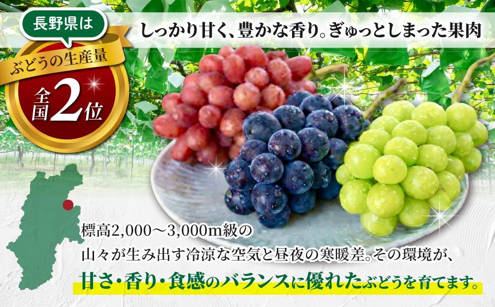 【2026年発送先行受付】東御市産シャインマスカット3kg（5～6房）【秋お届け】長野県 長野 人気 ぶどう 贈答用 ギフト フルーツ 果物 おすすめ 厳選 種無し 皮ごと 大粒