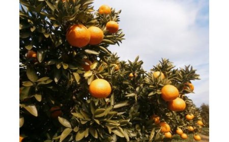 【2026年3月中旬から発送】 きよみ＜秀品＞約5kg【KK0251_x】