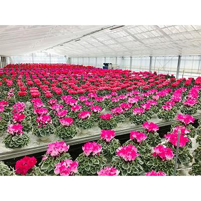 ふるさと納税 川口市 ピンク系シクラメン　6号鉢　バスケット付き |  | 01