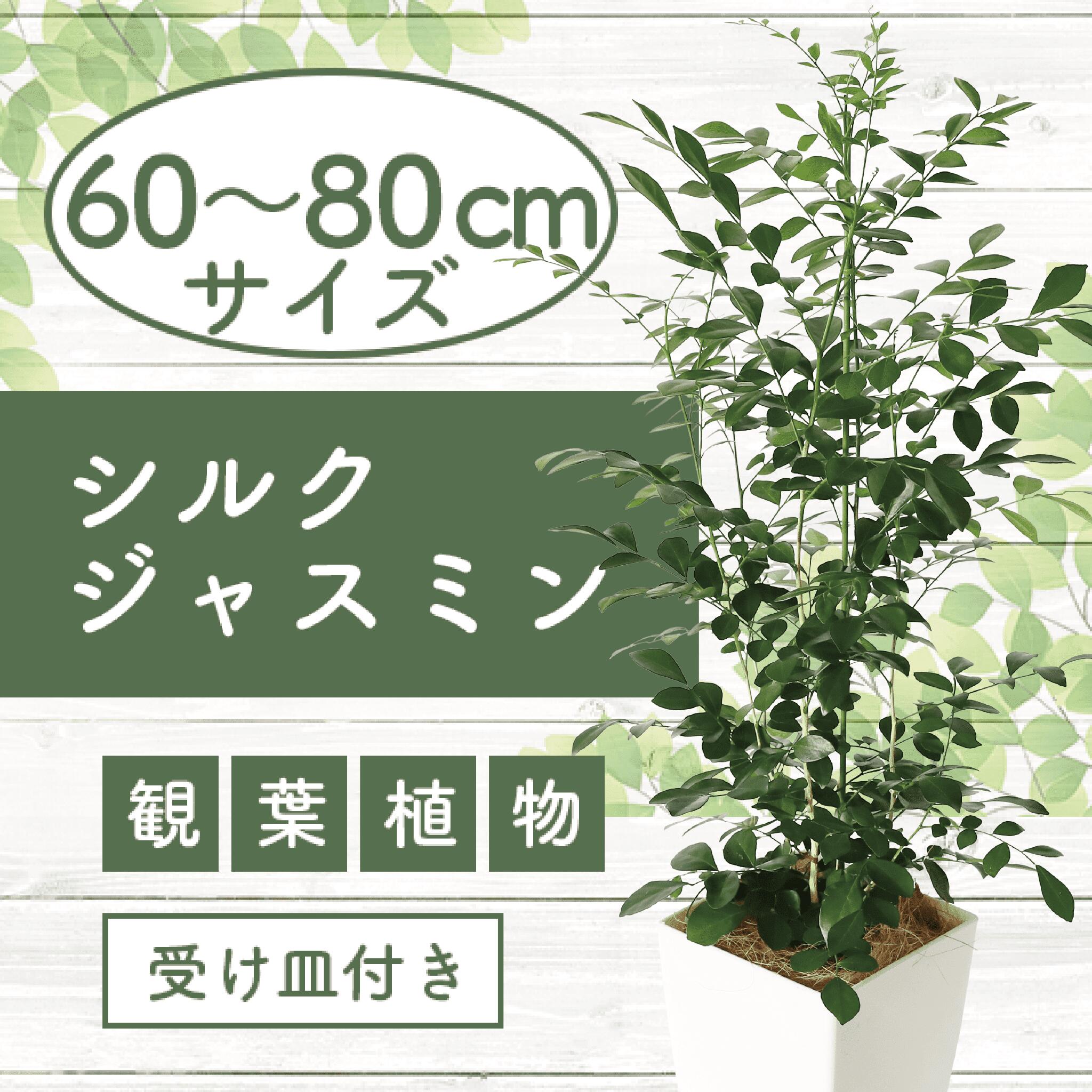 【ふるさと納税】シルクジャスミン(鉢底より60cm～80cm)南国鹿児島県で育った 観葉植物！※北海道・沖縄・離島配送不可※ 植物 鉢付 インテリア 室内 オフィス おしゃれ プレゼント ギフト マイナスイオン【GreenBase】