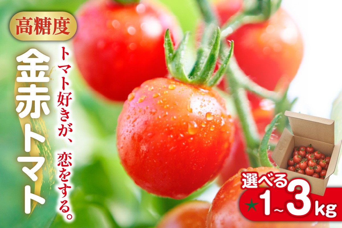 
                  トマト好きが、恋をする。 1～3kg 金赤トマトミニ [選べる容量] 金赤トマトミニ 野菜 新鮮野菜 夏野菜 旬野菜 生野菜 ミニトマト プチトマト フルーツ トマト 国産 味が濃い 濃厚 高糖度 甘い ビタミンC リコピン お弁当 サラダ マリネ 前菜 お取り寄せ 特産品 愛知県 常滑市
                