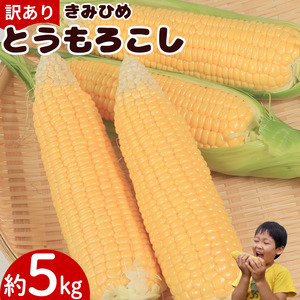 訳あり とうもろこし きみひめ 約5kg 《 2026年6月発送 》