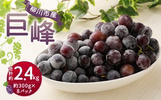 巨峰 300g×8パック 合計約2.4kg ぶどう ブドウ 葡萄 グレープ フルーツ 果物 果実 福岡県 柳川市 国産 【2026年8月下旬～9月上旬迄発送予定】