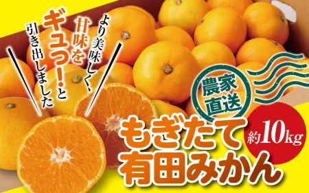 ＼ もぎたて新鮮！／ 有田みかん 約10kg（箱込み） 生産者直送 先行予約 【ご家庭用（訳あり品ではありません）】【11月上旬～1月上旬に発送（日付指定不可）】 サイズ混合 みかん ミカン 和歌山 柑橘 フルーツ 産地直送 農家直送【nuk144】