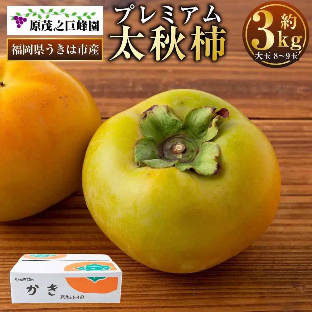 【先行予約】 原茂之巨峰園 プレミアム 太秋柿 大玉 8玉から9玉 （約3kg） 【2026年10月中旬から11月上旬 出荷予定】 柿 かき カキ 太秋 たいしゅう 完全甘柿 果物 くだもの フルーツ 果実 ジューシー 流川ブランド お取り寄せ 福岡県 うきは市