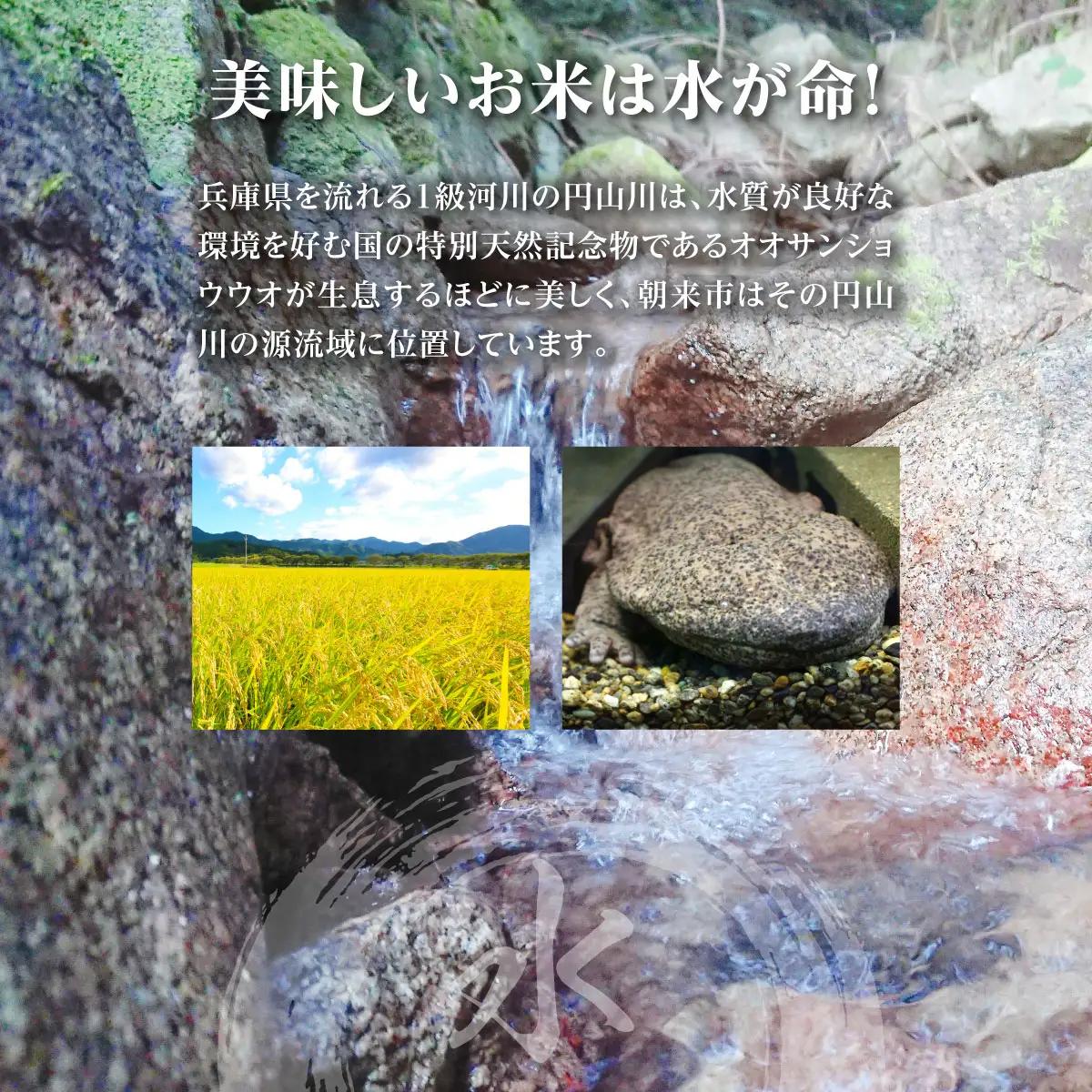 米【定期便6回】コシヒカリ 10kg(5kg2袋) R8年産 白米