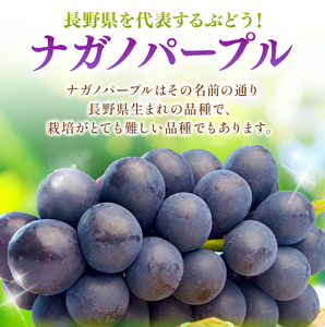 【先行予約】【９月上旬頃～発送予定】 ナガノパープル（1房） | 果物 くだもの フルーツ 葡萄 ぶどう ブドウ ナガノ パープル 長野県 塩尻市