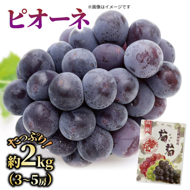 【ふるさと納税】 ぶどう ピオーネ 約2kg 3から5房 《2025年7月下旬から順次発送》 フルーツ 果物 ぶどう 葡萄 お中元 贈答用 化粧箱 内祝い 内祝 お祝い 御祝い 御祝 お礼 御礼 プレゼント ギフト 贈り物 徳島県 阿波市