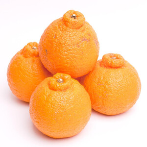 ［先行予約］厳選 不知火10kg+250g（傷み補償分）［デコポンと同品種・人気の春みかん］［IKE253］