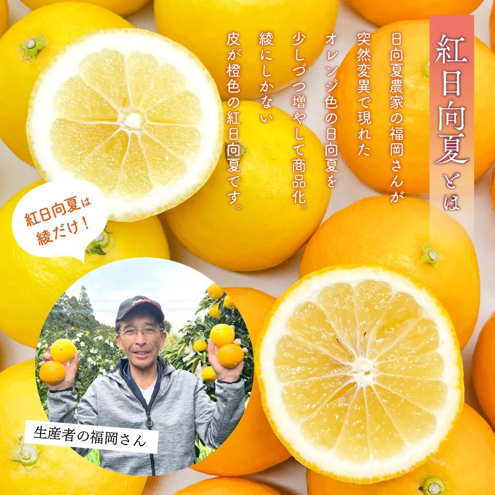 【先行予約】紅日向夏と日向夏の彩り箱 5kg 果物 フルーツ くだもの 柑橘 種少なめ フルーツサンド おやつ スイーツ デザート ジャム おすすめ ギフト 贈り物 贈答 プレゼント おすそ分け お返