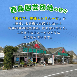 【先行予約】マスクメロン（贈答用） 2玉入 青肉赤肉 高級メロン！ ／ マスクメロン 果物 フルーツ ギフト 農家直送 NE030