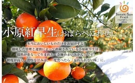 
            さぬき讃フルーツ「ハウス小原紅早生みかん（さぬき紅）」約2.4kg【７月発送】
          