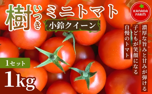 《先行予約》樹（いつき）ミニトマト（小鈴クイーン）1kg 1セット 新鮮野菜 フルーツ 旬 サラダ デザート お弁当 朝食 料理用 そのまま食べる おうちごはん お取り寄せ 産地直送 贈り物 手土産 愛知県 豊橋市