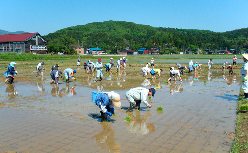 令和7年産 新潟県産 みずほの輝き 5kg 5キロ 新米 上越市 上越産 精米 米 コメ お米 ブランド米