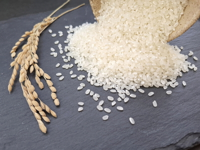 【令和7年産新米】井田農園のコシヒカリ 精米 5kg 能登産『里山里海』の特撰米  | こめ 訳あり 生活応援価格 ご家庭用 石川県 七尾